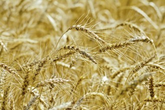 Ripe yellow ears of corn on a background field
