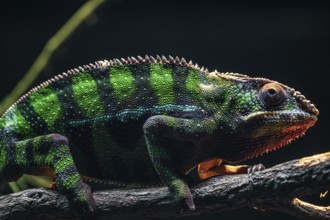 Chichuuka Lee chameleon lurking in the jungle. Shooting Location: Singapore