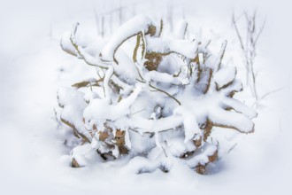 The texture of the branches covered in snow. Winter tree
