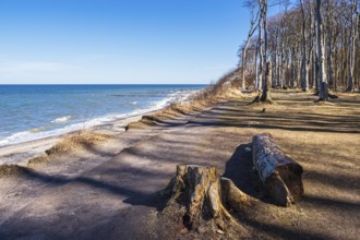 Ghost forest on the Baltic coast near Nienhagen