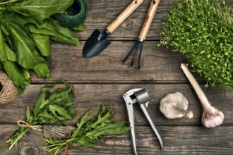 Gardening tools and greenery on wooden table. Spring in the garden. Top view. Still life. Flat lay.