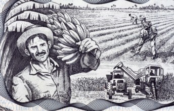 Agricultural Scene on 20 Pesos 2006 Banknote from Cuba