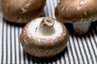 Champignon Braun, Close up