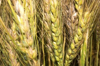 Green wheat field, Green wheat close up, Background of ripening green wheat field