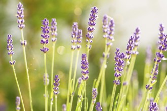 Closeup macro shot of scenic purple lavender flowers in the sunlight