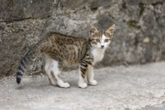 Cute stray kitten standing on a sidewalk in the Old Town of Kotor, Montenegro, Europe
