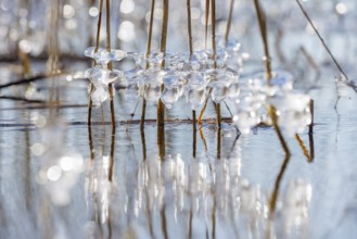Frozen ice crystals on branches over a wintery body of water in sunlight, Sipplingen, Lake