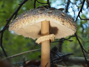 Mushroom Parasol mushroom (Macrolepiota procera), blurred background, North Rhine-Westphalia,