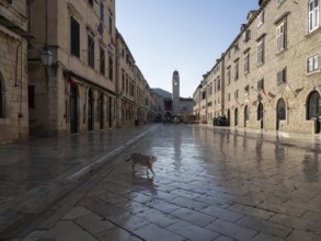 Cat on the Stradun in the old town centre of Dubrovnik, Dalmatia, Croatia, Europe