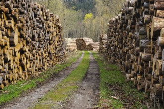 Wood storage yard, logging, woodcutting, forestry, wood pile, woodcutting, wood pile, woodyard