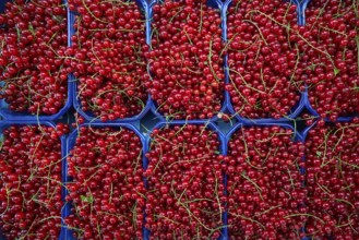 Red currant berries in market boxes pattern background