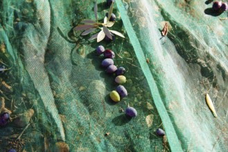 Olives texture in harvest with net at Mediterranean