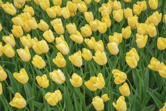 Flowerbed of tulips in the garden. Springtime in Netherlands Lisse, Netherlands