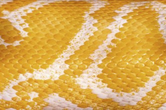 Yellow Python Skin Background Daugavpils, Latvia, Europe