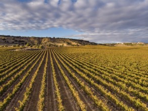 Field of vines, Aranda de Duero, Burgos province, Spain, Europe