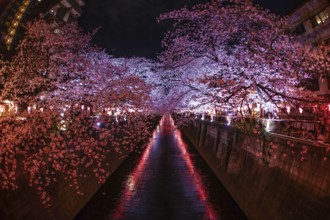 Cherry blossoms in full bloom of Meguro River. Shooting Location: Tokyo metropolitan area