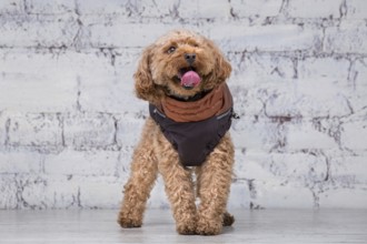 Small funny dog of brown colour with curly hair of toy poodle breed posing in clothes for dogs.