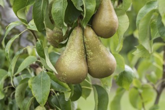 Pear (Pyrus communis 'Conference'), Bundessortenamt Prüfstelle Wurz, Germany, Europe