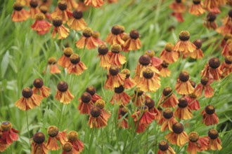Sunflower (Helenium 'Flammenrad')