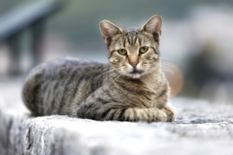 Cute stray cat looking at camera on a sidewalk in the Old Town of Kotor, Montenegro, Europe