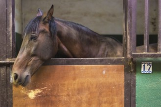 Horse in the stable