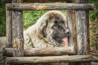 Portrait of Big Dog near the head of Burgas, Bulgaria, Europe