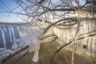 Frozen branches with detailed icicles in the sunlight, Niederzell, Reichenau, Lake Constance,