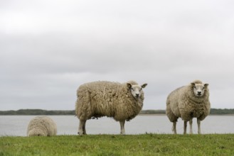 Texel sheep on dyke at Dutch wadden island