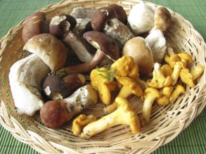 Wild mushrooms in a basket