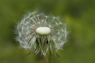 Dandelion dandelion