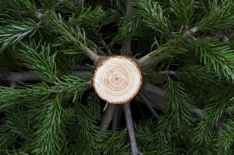Christmas tree cut down