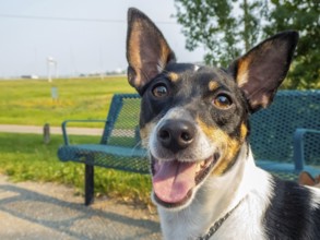 A toy fox terrier dog with short fur stands alert in a park next to a green bench. The dog appears