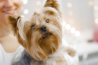Yorkshire Terrier with a curious head tilt