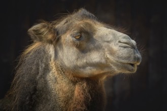 Portrait of Camel against the Dark Background Varna, Bulgaria, Europe