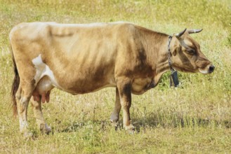 Brown Cow Wearing a Cowbell Bulgaria