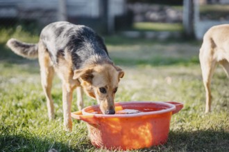 Dog drinking from an orange bucket on grass in a sunny outdoor setting