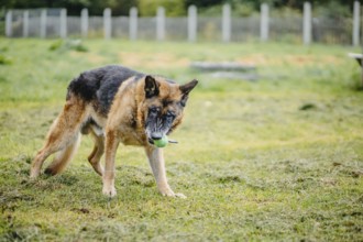 A German Shepherd carries a green ball in its mouth in a grassy field