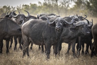 African buffalo (Syncerus caffer), Balule Plains, South Africa, Africa