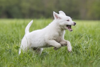 Collie-Labrador mix running in the grass