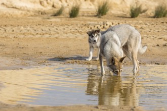 Tamaskan bitch with puppy at a waterhole