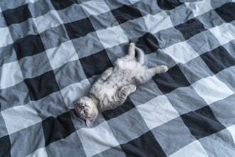 Small purebred scottish straigth kitten lies on his back on plaid blanket on tbed and sleeps cute.