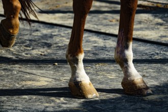 Brown and cool horses. Shooting Location: Hokkaido