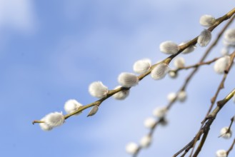 Catkin willow (Salix caprea), Saxony, Germany, Europe