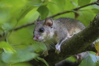 Dormouse (Glis glis), Animals, Mammals, Dormice, Nocturnal, Rodents, Baden-Württemberg, Federal