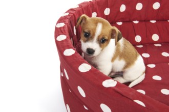Red spotted empty pet bed with little Jack Russel puppy