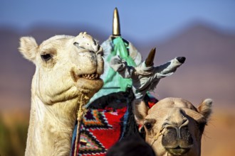 Close-up of two camels with traditional saddle and bright colours in the desert, Tuareg with his