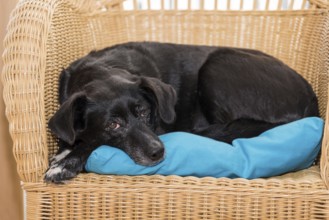 Dog relaxing on rattan furniture - black Labrador mixed-breed