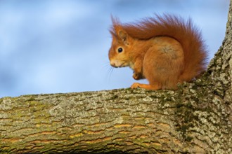 Squirrel, (Sciurus vulgaris vulgaris), animals, mammals, tree squirrel, family of squirrels,