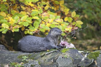 European otter (Lutra lutra)