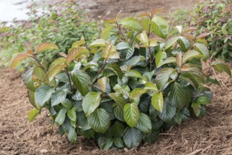 Viburnum SHINY DANCER, Anchers Havecenter, Grand Haven, Michigan, United States of America